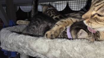 Lite Purple Collar -  Bengal Cat for Sale in La Vergne, Tennessee - Lite Purple Collar | PetCurious