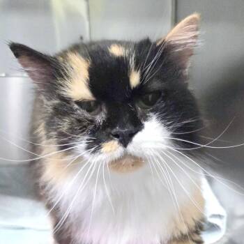 Marshamellow -  Domestic Long Hair Cat for Adoption in Providence, Rhode Island - Marshamellow | PetCurious