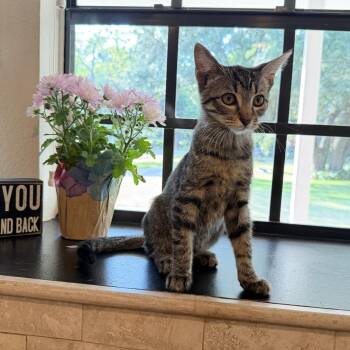 Samantha -  Domestic Short Hair Cat for Adoption in Missouri City, Texas - Samantha | PetCurious