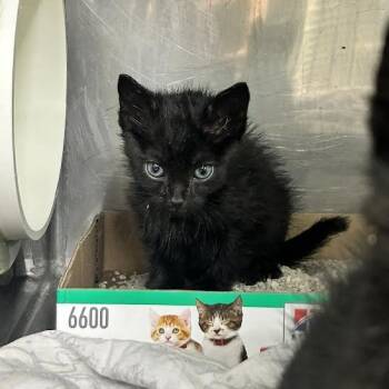 Rescue Domestic Short Hair Cats for Adoption in Durango, Colorado - Magic | PetCurious