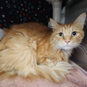 Maple -  Domestic Medium Hair and Mixed Breed Cat for Adoption in Fort Wayne, Indiana - Maple | PetCurious