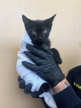 HANKOOK -  Domestic Short Hair Cat for Adoption in Thousand Palms, California - HANKOOK | PetCurious