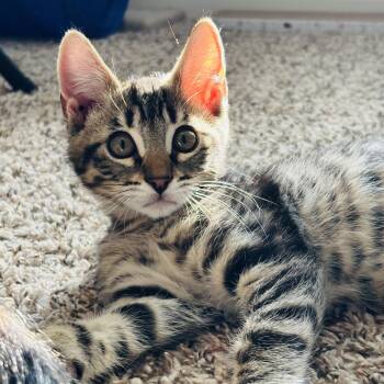 Benny -  Tabby Cat for Adoption in Sacramento, California - Benny | PetCurious
