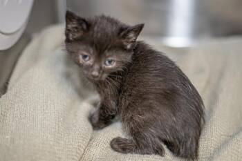LEA -  Domestic Short Hair Cat for Adoption in Charlotte, North Carolina - LEA | PetCurious
