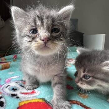 Tiny -  Domestic Short Hair Cat for Adoption in Hackett, Arkansas - Tiny | PetCurious
