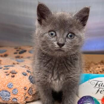Domestic Short Hair Cats Available for Adoption in Lynchburg, Virginia - Macy Gray | PetCurious