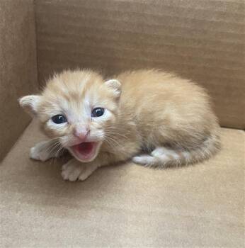 OLIVER -  Domestic Short Hair Cat for Adoption in Dallas, Texas - OLIVER | PetCurious