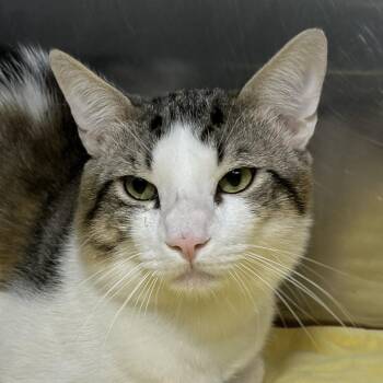 Tatum -  Domestic Short Hair Cat for Adoption in Palm Springs, California - Tatum | PetCurious