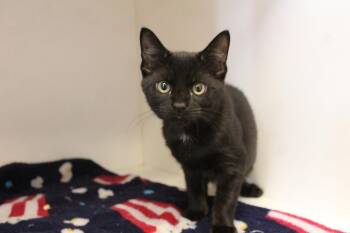Hollo -  Domestic Short Hair Cat for Adoption in Chestertown, Maryland - Hollo | PetCurious