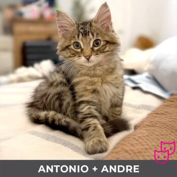 Rescue Domestic Long Hair Cats for Adoption in Toronto, Ontario - Antonio (bonded With Andre) | PetCurious