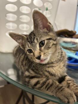 Luigi -  Domestic Short Hair Cat for Adoption in Ferndale, Michigan - Luigi | PetCurious