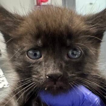 Cadbury Egg -  Domestic Short Hair Cat for Adoption in Greenville, South Carolina - Cadbury Egg | PetCurious