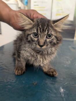 Demi -  Domestic Long Hair Cat for Adoption in Mobile, Alabama - Demi | PetCurious