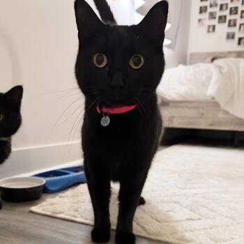 Pixie -  Domestic Short Hair Cat for Adoption in Omaha, Nebraska - Pixie | PetCurious