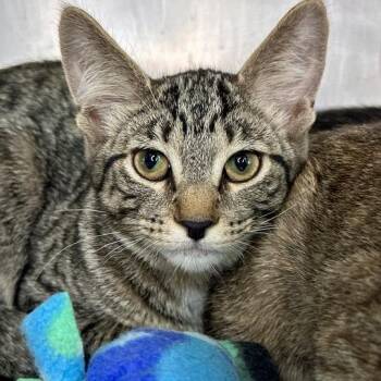Content -  Domestic Short Hair Cat for Adoption in Matteson, Illinois - Content | PetCurious