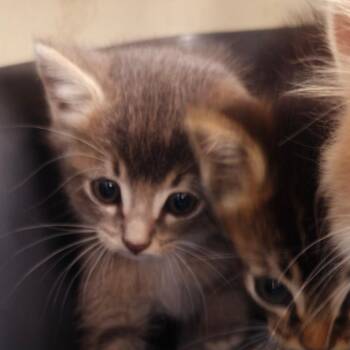 Domestic Short Hair Cats Available for Adoption in Auburn, Alabama - Crawfish | PetCurious