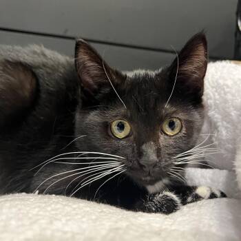 Esme -  Domestic Short Hair Cat for Adoption in Chicago, Illinois - Esme | PetCurious
