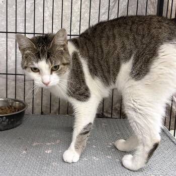 Domestic Short Hair Cats Available for Adoption - Juliet | PetCurious