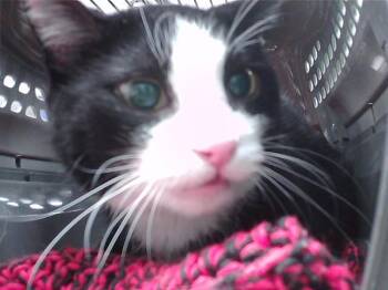 Domestic Short Hair Cats Available for Adoption - CASPER | PetCurious