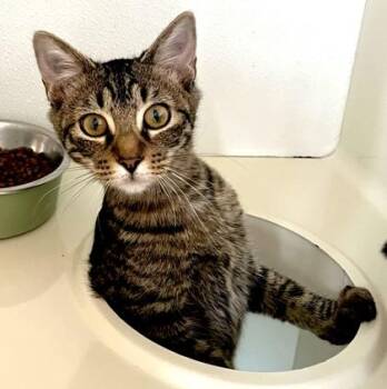 KY -  Domestic Short Hair Cat for Adoption in Fernandina Beach, Florida - KY | PetCurious