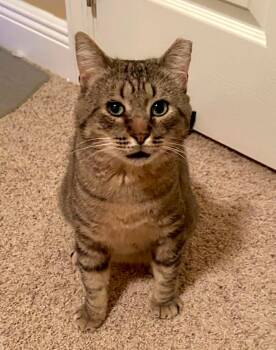 Jo-Jo -  Domestic Short Hair Cat for Adoption in Longwood, Florida - Jo-Jo | PetCurious