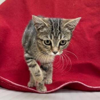 Chesnut -  Domestic Short Hair Cat for Adoption in New York, New York - Chesnut | PetCurious