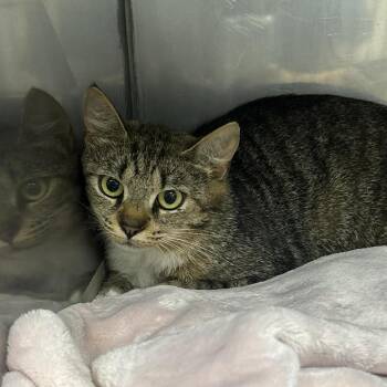 SVAS-Stray-38776 -  Domestic Short Hair Cat for Adoption in Lyndhurst, Virginia - SVAS-Stray-38776 | PetCurious