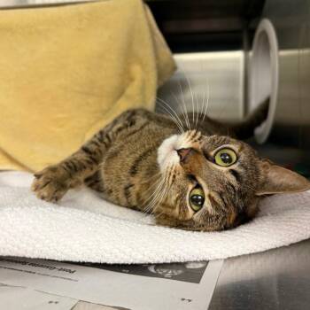 Domestic Short Hair Cats Available for Adoption in Pittsburgh, Pennsylvania - Little Bit | PetCurious