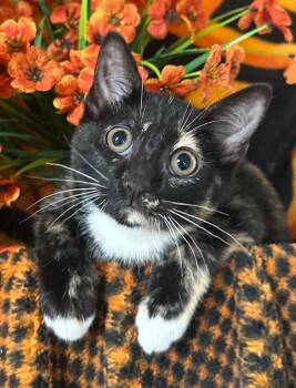 3/26/26 Christina -  Domestic Short Hair Cat for Adoption in Stillwater, Oklahoma - 3/26/26 Christina | PetCurious