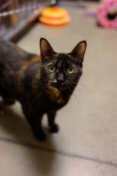 Domestic Short Hair Cats Available for Adoption in Vallejo, California - Cleopatra | PetCurious