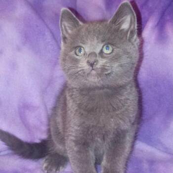 Cera -  Domestic Short Hair Cat for Adoption in Nampa, Idaho - Cera | PetCurious