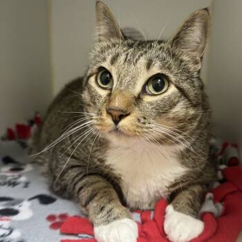 Rescue Domestic Short Hair Cats for Adoption in Woodinville, Washington - Ramble | PetCurious