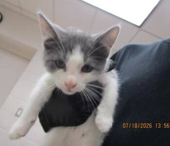 (608) -  Domestic Short Hair Cat for Adoption in Marietta, Georgia - (608) | PetCurious