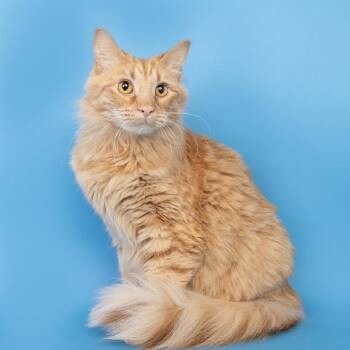 Cheese -  Domestic Medium Hair Cat for Adoption in Franklin, Tennessee - Cheese | PetCurious