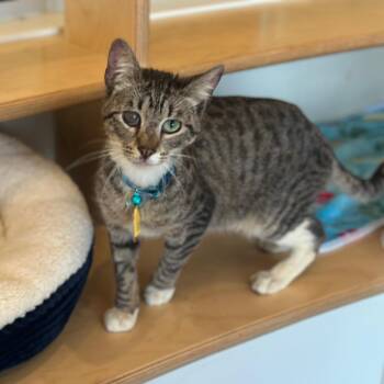 D47122 Ion -  Domestic Short Hair Cat for Adoption in Port Washington, New York - D47122 Ion | PetCurious