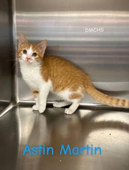Aston Martin -  Domestic Short Hair Cat for Adoption in Burlington, Iowa - Aston Martin | PetCurious