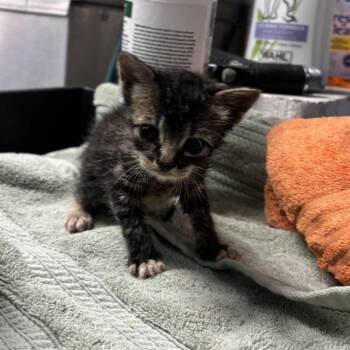 Mayci -  Domestic Short Hair Cat for Adoption in Lufkin, Texas - Mayci | PetCurious