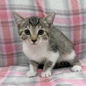 Maddy -  Domestic Short Hair Cat for Adoption in Jupiter, Florida - Maddy | PetCurious
