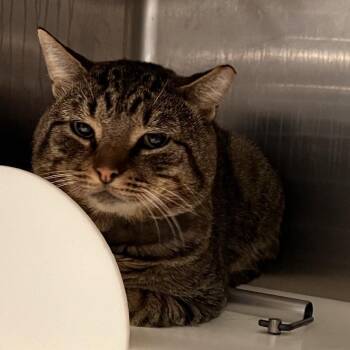 Prague -  Domestic Short Hair Cat for Adoption in Salt Lake City, Utah - Prague | PetCurious