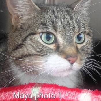 Domestic Short Hair Cats Available for Adoption in Knoxville, Tennessee - Maya | PetCurious