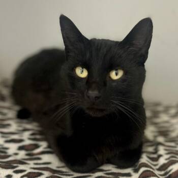 Yuzu -  Domestic Short Hair Cat for Adoption in Pontiac, Michigan - Yuzu | PetCurious