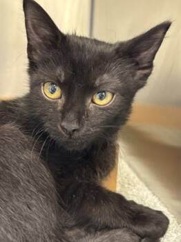 Rescue Domestic Short Hair Cats for Adoption in Batavia, Ohio - Tazzy | PetCurious