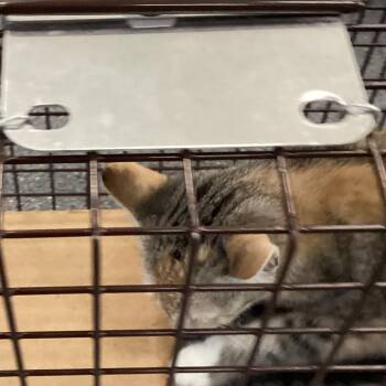 Hamil Kitty 2 -  Domestic Short Hair Cat for Adoption in Montgomery, Alabama - Hamil Kitty 2 | PetCurious