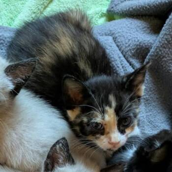 Boo -  Domestic Short Hair Cat for Adoption in Nampa, Idaho - Boo | PetCurious