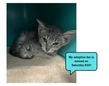 REBA* -  Domestic Short Hair Cat for Adoption in Santa Cruz, California - REBA* | PetCurious