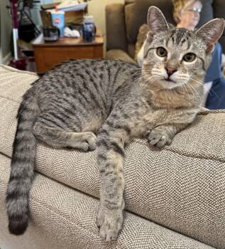 Gravey -  Domestic Short Hair Cat for Adoption in Greenwood, Indiana - Gravey | PetCurious