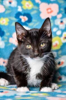 Pop -  Domestic Short Hair Cat for Adoption in Yakima, Washington - Pop | PetCurious