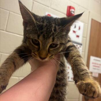 Calypso -  Domestic Short Hair Cat Available for Adoption in Bristol, Indiana - Calypso | PetCurious