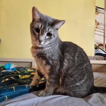 Clover -  Domestic Short Hair Cat for Adoption in Long Beach, California - Clover | PetCurious