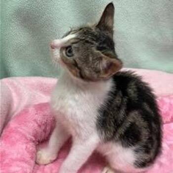 Alberta -  Tabby Cat for Adoption in Green Valley, Arizona - Alberta | PetCurious